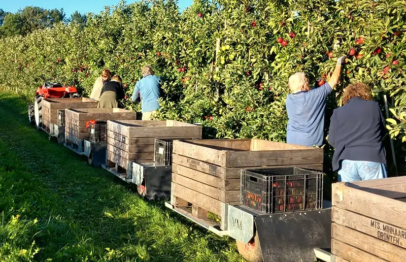 Kom fruit plukken in september met De Pensionado’s